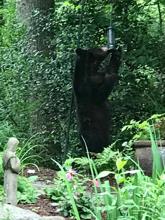 Lazy Bear Lodge Valle Crucis Esterno foto