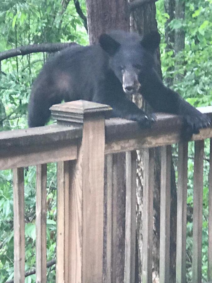 Lazy Bear Lodge Valle Crucis Esterno foto